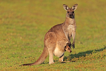 Eastern giant grey kangaroo (Macropus giganteus), adult, female, mother with young, in pouch, on grassland, social behaviour, Maloney Beach, New South Wales, Australia, Oceania