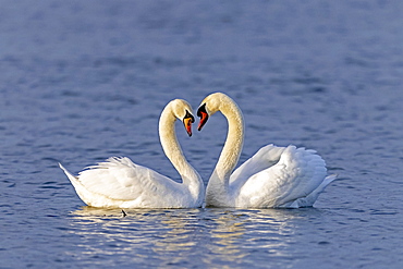 Two Mute swans (cygnus olor) swimming mating on the Rhine, Germany, Europe