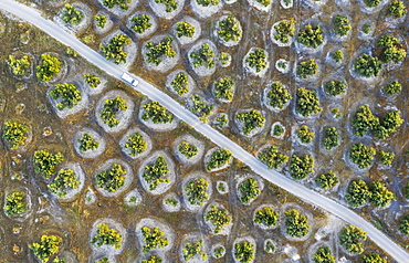 Cultivated olive trees (Olea europaea) and country lane, aerial view, drone shot, Cordoba province, Andalusia, Spain, Europe