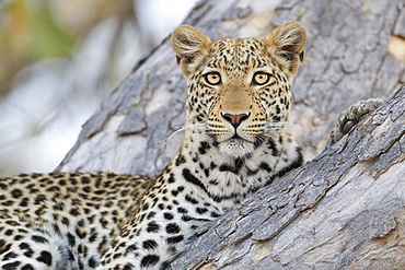 Leopard, (Panthera pardus) in a tree, portrait, Okavango Delta, Botswana, Africa