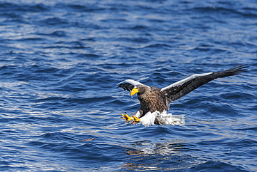 Steller's sea eagle (Haliaeetus pelagicus) in flight in Rausu, Hokkaido, Japan, Asia