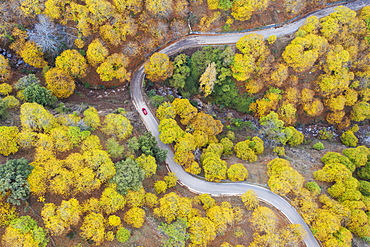 Sweet chestnut trees (Castanea sativa) in autumnal colours, aerial view, drone shot, Genal river valley, Malaga province, Andalusia, Spain, Europe