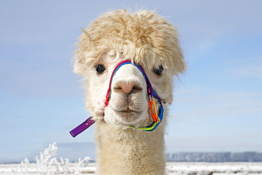 Alpaca (Vicugna pacos) in winter in the snow, animal portrait, Schleswig-Holstein, Germany, Europe