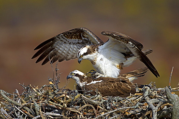 Western osprey (Pandion haliaetus) Copulation on the eyrie, Kainuu, Finland, Europe