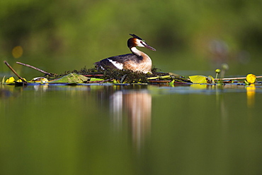 Great crested grebe (Podiceps cristatus) on floating nest, Brandenburg, Germany, Europe