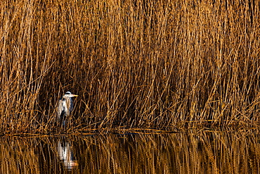 A grey heron (Ardea cinerea) stands at the reed edge in the sun, North Rhine-Westphalia, Germany, Europe