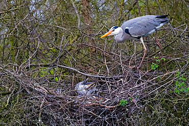 A Grey heron (Ardea cinerea) standing on branches at the nest, North Rhine-Westphalia, Germany, Europe