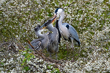 A Grey heron (Ardea cinerea) feeding its offspring, North Rhine-Westphalia, Germany, Europe