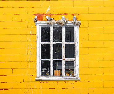 Nesting gulls on white window frame, yellow house wall, Lofoten, Norway, Norway, Europe