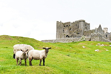 Grazing land for sheep, medieval castle and church ruins of St. Patrick's Cathedral, Rock of Cashel, County Tipperary, Ireland, Europe