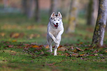 Siberian husky (Canis lupus familiaris), adult, female, running, sled dog, Rhineland-Palatinate, Germany, Europe