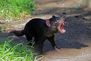 Tasmanian devil (Sarcophilus harrisii), Tasmanian devil, adult threatening, Cuddly Creek, South Australia, Australia, Oceania