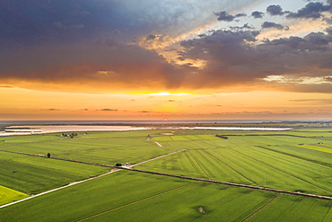 Rice fields (Oryza sativa) and lagoons at sunrise in July, aerial view, drone shot, Ebro Delta Nature Reserve, Tarragona province, Catalonia, Spain, Europe