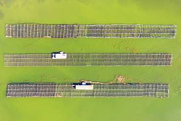 Mussel and oyster farming in the Bahia del Fangar, aerial view, drone shot, Ebro Delta Nature Reserve, Tarragona province, Catalonia, Spain, Europe