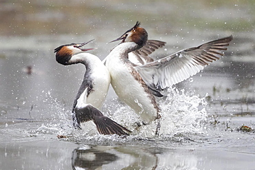 Great crested grebes (Podiceps cristatus) fighting, fight over territory, Hesse, Germany, Europe