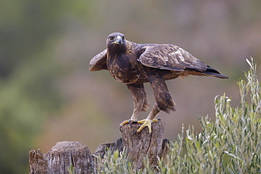 Golden eagle (Aquila chrysaetos), shortly in front of take-off from an olive tree stump, Extremadura, Spain, Europe