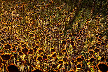 Field of faded sunflowers, Auvergne-Rhone-Alpes, France, Europe