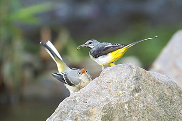 Grey wagtail (Motacilla cinerea) feeding young bird, Hesse, Germany, Europe