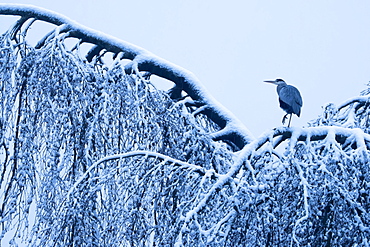 Grey heron (Ardea cinerea) standing on a snow-covered tree, Hesse, Germany, Europe