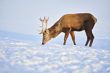 Red deer (Cervus elaphus) stag standing on a snowy meadow, Bavaria, Germany, Europe