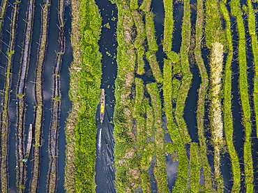 Aerial of the floating gardens, Inle lake, Shan state, Myanmar, Nyaungshwe Township, Shan State, Myanmar, Asia