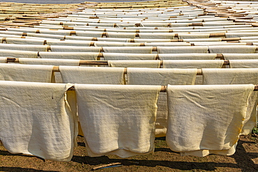 Fresh made rubber sheets at a Rubber plantation near Myeik or Mergui, Myanmar, Asia