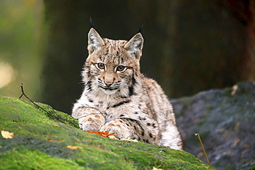 Eurasian lynx (Lynx lynx), young, sitting, alert, Bavarian Forest, Bavaria, Germany, Europe