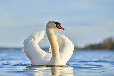 Mute swan (Cygnus olor) swimming on donau river, Bavaria, Germany, Europe