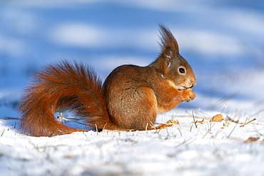 Squirrel (Sciurus vulgaris) foraging, wildlife, Germany, Europe