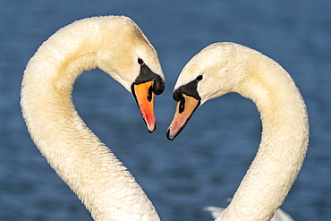 Two Mute swan (cygnus olor), courting, animal portrait, Germany, Europe