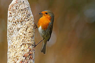 European robin (Erithacus rubecula) at a feeding bag, winter feeding, Schleswig-Holstein, Germany, Europe