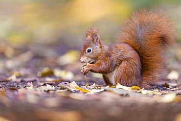 Eurasian red squirrel (Sciurus vulgaris), Lower Saxony, Germany, Europe