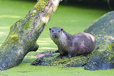 European otter (Lutra lutra), Lower Saxony, Germany, Europe