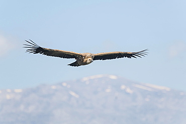 Griffon vulture (Gyps fulvus), in flight, Crete, Greece, Europe