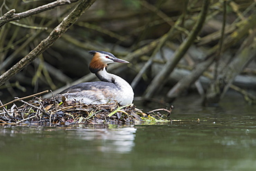 Great crested grebe (Podiceps cristatus), sitting on nest, Lower Saxony, Germany, Europe