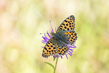 Queen of Spain fritillary butterfly (Issoria lathonia), Lower Saxony, Germany, Europe