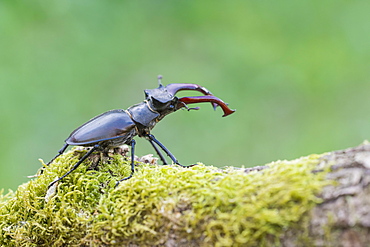 Stag beetle (Lucanus cervus), male, Lower Saxony, Germany, Europe