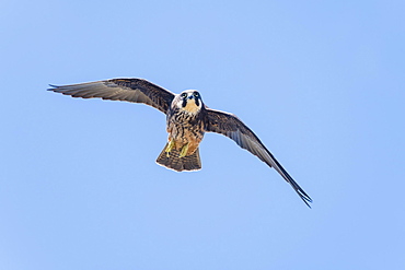 Eleonora's falcon (Falco eleonorae), in flight, Crete, Greece, Europe