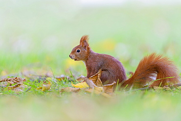 Eurasian red squirrel (Sciurus vulgaris), Lower Saxony, Germany, Europe