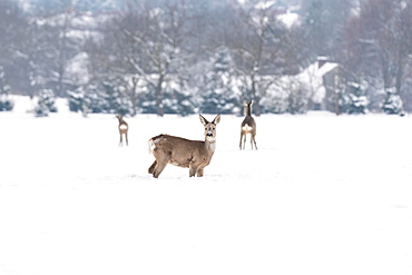 Roe deer (Capreolus) foraging near homes in winter, Podkarpackie, Poland, Europe