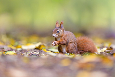 Eurasian red squirrel (Sciurus vulgaris), Lower Saxony, Germany, Europe