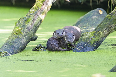 European otter (Lutra lutra), Crete, Greece, Europe