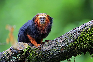 Golden-headed lion tamarin (Leontopithecus chrysomelas), adult, on tree, alert, captive