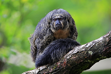 White-faced saki (Pithecia pithecia), adult, female, sitting on tree, alert, captive