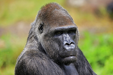 Western gorilla (Gorilla gorilla), adult, male, portrait, captive