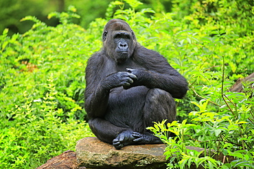 Western gorilla (Gorilla gorilla), adult, female, captive