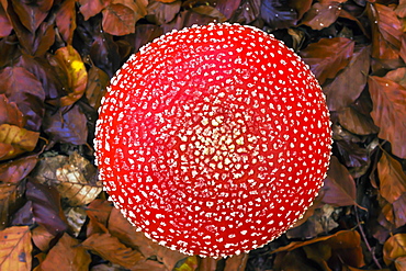 Fly agaric (Amanita muscaria), poisonous mushroom, Roegnitz, Mecklenburg-Western Pomerania, Germany, Europe