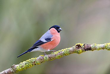 Eurasian bullfinch (Pyrrhula pyrrhula), Lower Saxony, Germany, Europe