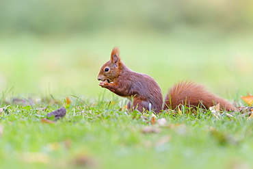 Eurasian red squirrel (Sciurus vulgaris), Lower Saxony, Germany, Europe