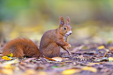 Eurasian red squirrel (Sciurus vulgaris), Lower Saxony, Germany, Europe